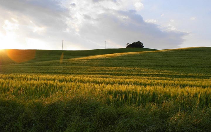 High quality image of wheat field with spring season and beautiful landscape