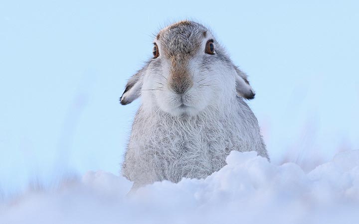 High quality image of rabbit with snow and beautiful winter landscape
