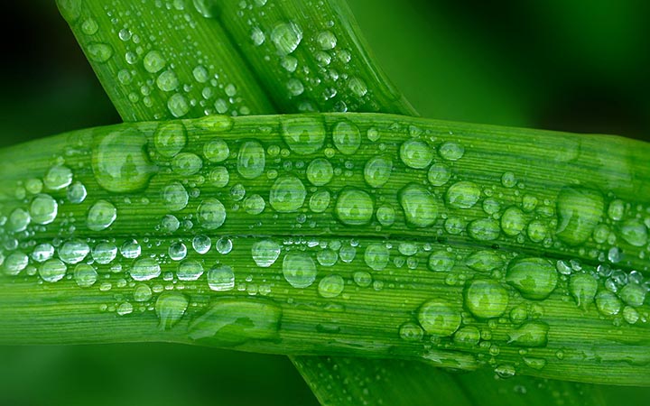 Dew drop quality image with plant and dew drops